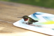 DSLR Injured Hummingbird